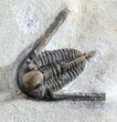 Spiny Cyphaspis Trilobite - Foum Zguid, Morocco #49925-2